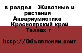  в раздел : Животные и растения » Аквариумистика . Красноярский край,Талнах г.
